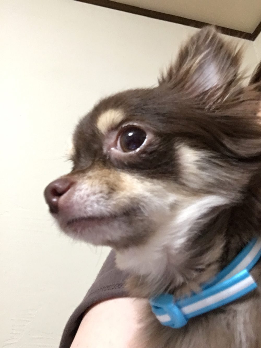 スティッチちゃんとラニちゃんの飼い主様からの嬉しいメール