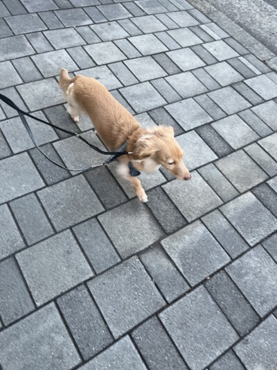 ダックスちゃんのお世話🐾