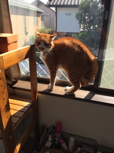 初めてのお世話🐈