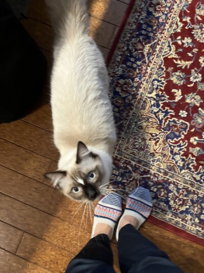 猫ちゃんのカウンセリング🎶