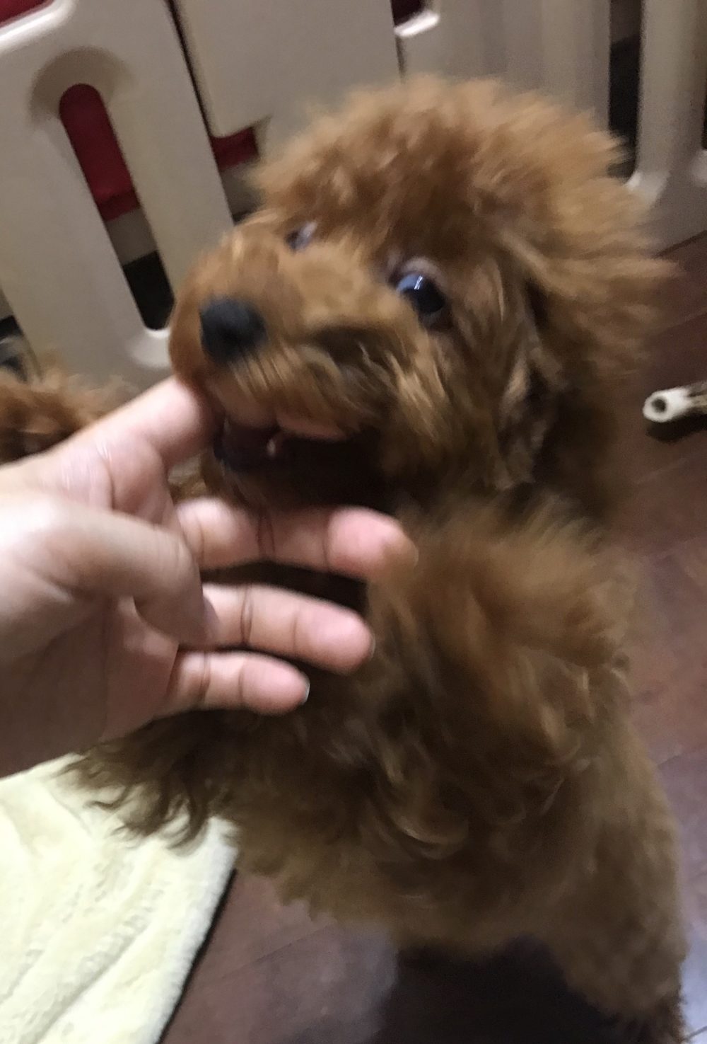 ペットシッター☆福岡市中央区 トイ・プードル3兄弟③