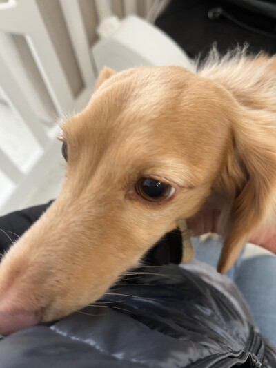 ダックスさんのお散歩&お世話