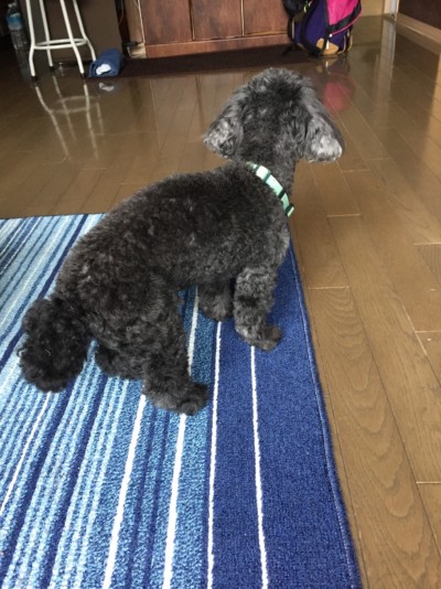 カウンセリング🎶