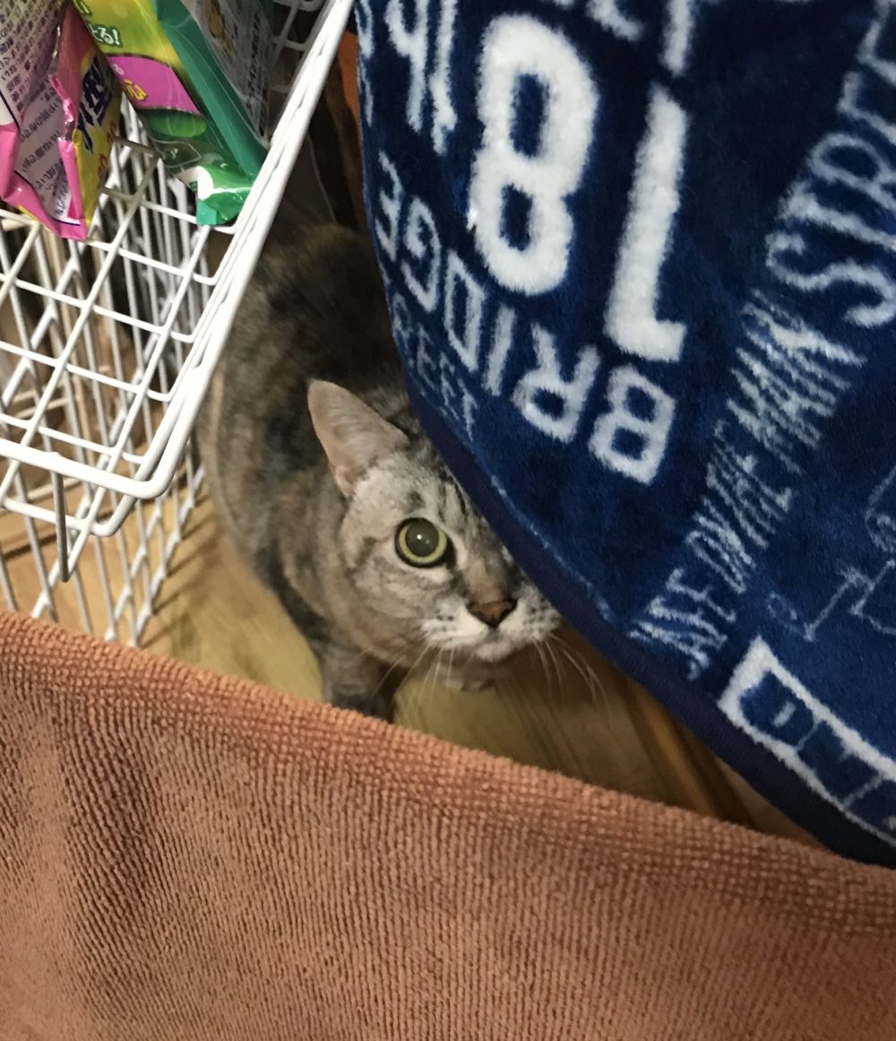 キャットシッター☆福岡市中央区 ビギちゃん②