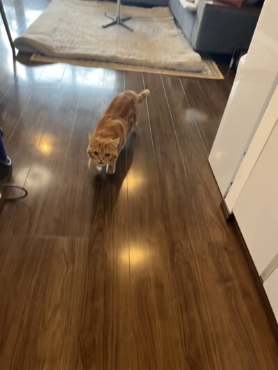 猫ちゃんのカウンセリング🐈