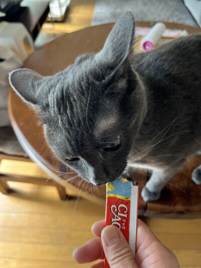 mix猫ちゃんのお世話🐈‍⬛