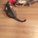 2匹のお世話🐈🐈