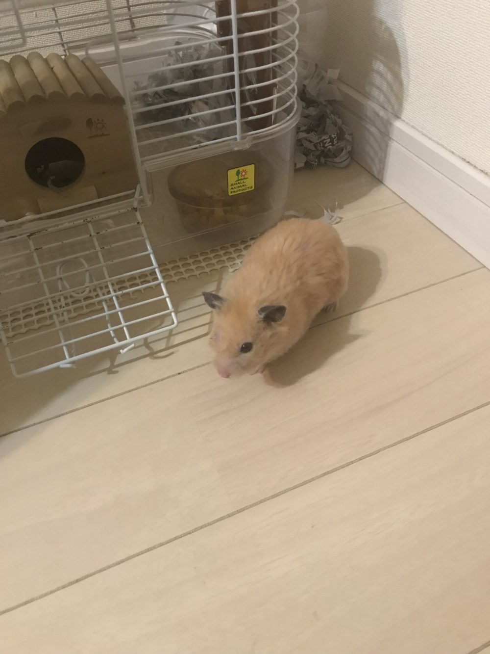 ペットシッター☆福岡市博多区 ハム助君②