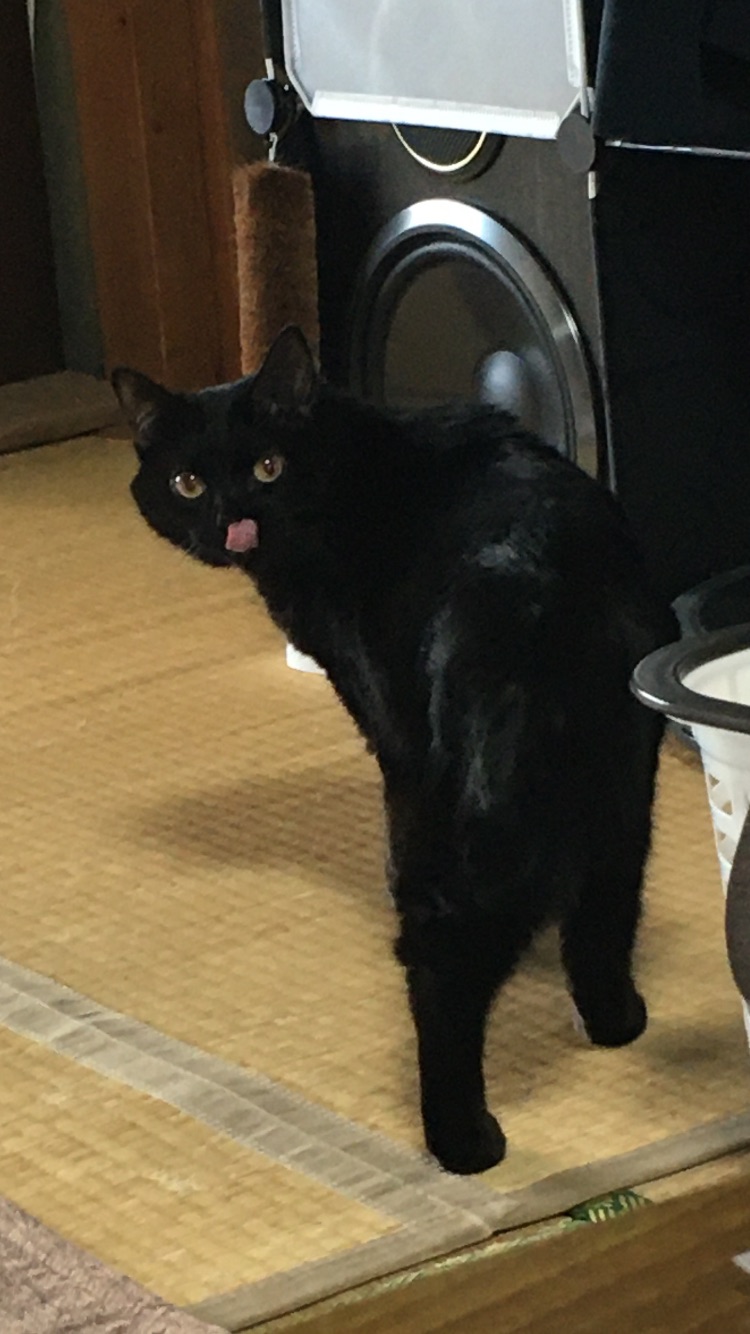 R2.11.7〜8島田市黒猫神楽(かぐら)ちゃん②