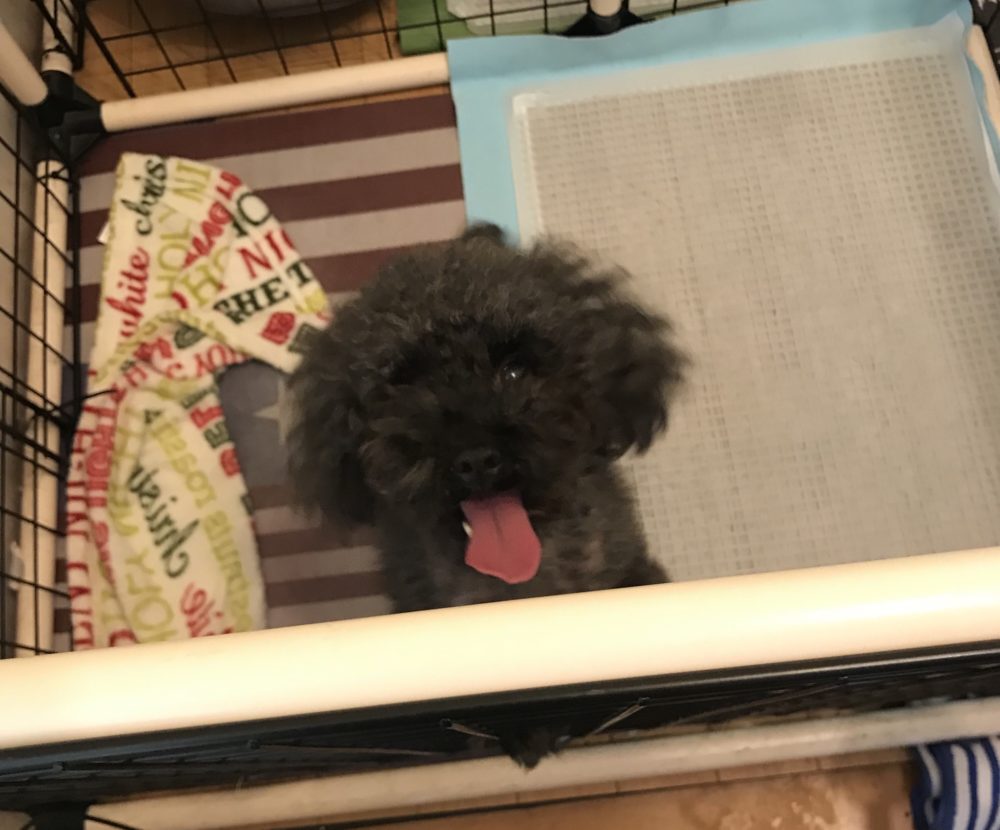 ペットシッター☆福岡市博多区 トイプードル4兄妹③