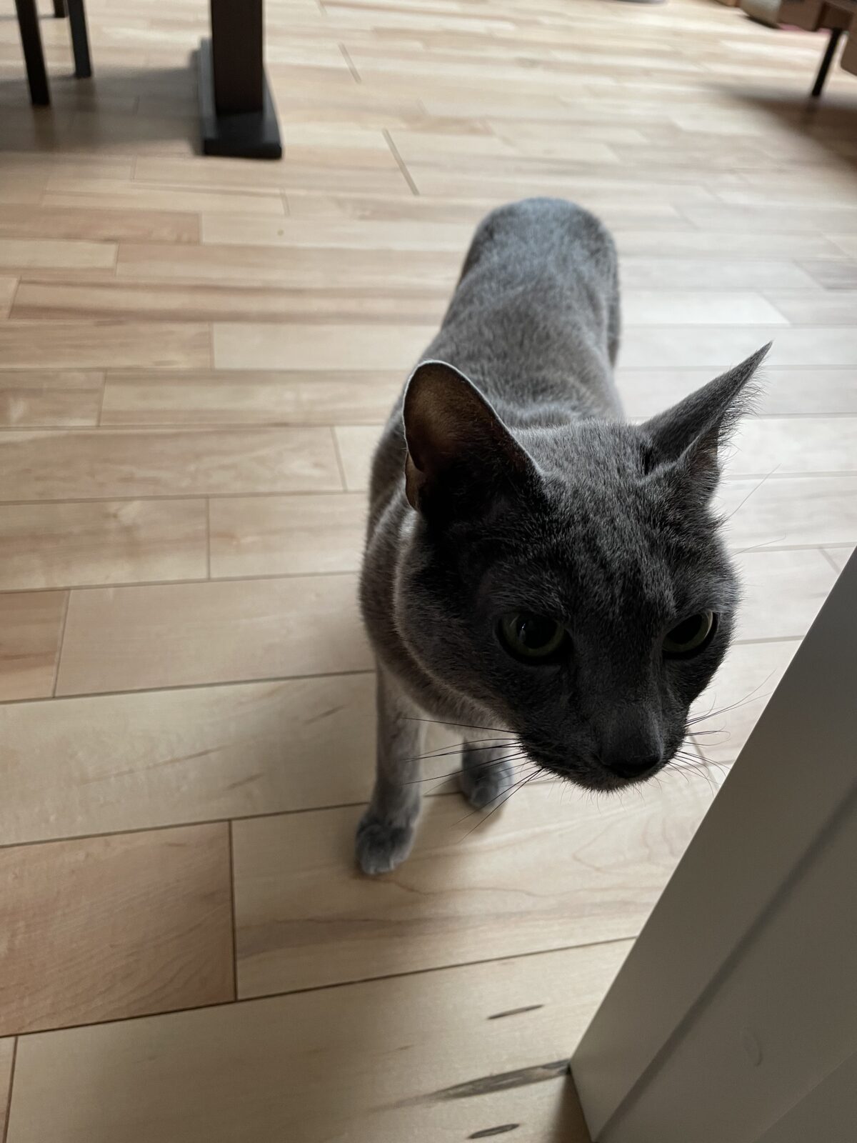 船橋市　チビくんお世話報告