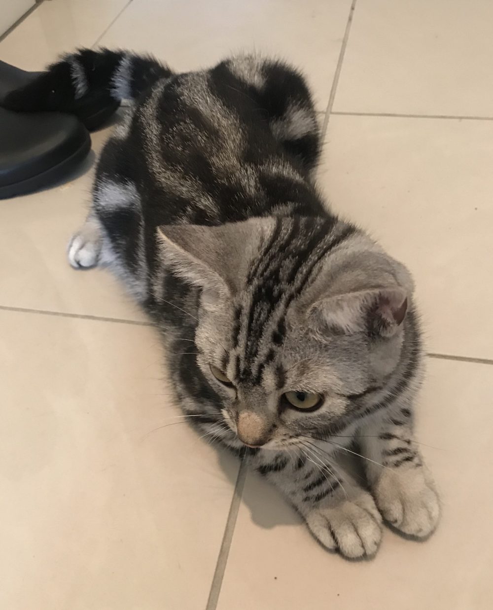 キャットシッター☆福岡市博多区 メルちゃん③