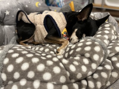 シニア犬のお散歩&お世話🐾