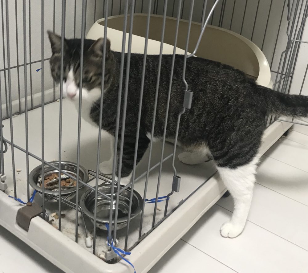 キャットシッター☆福岡市博多区 コロン君&ヤマト君②