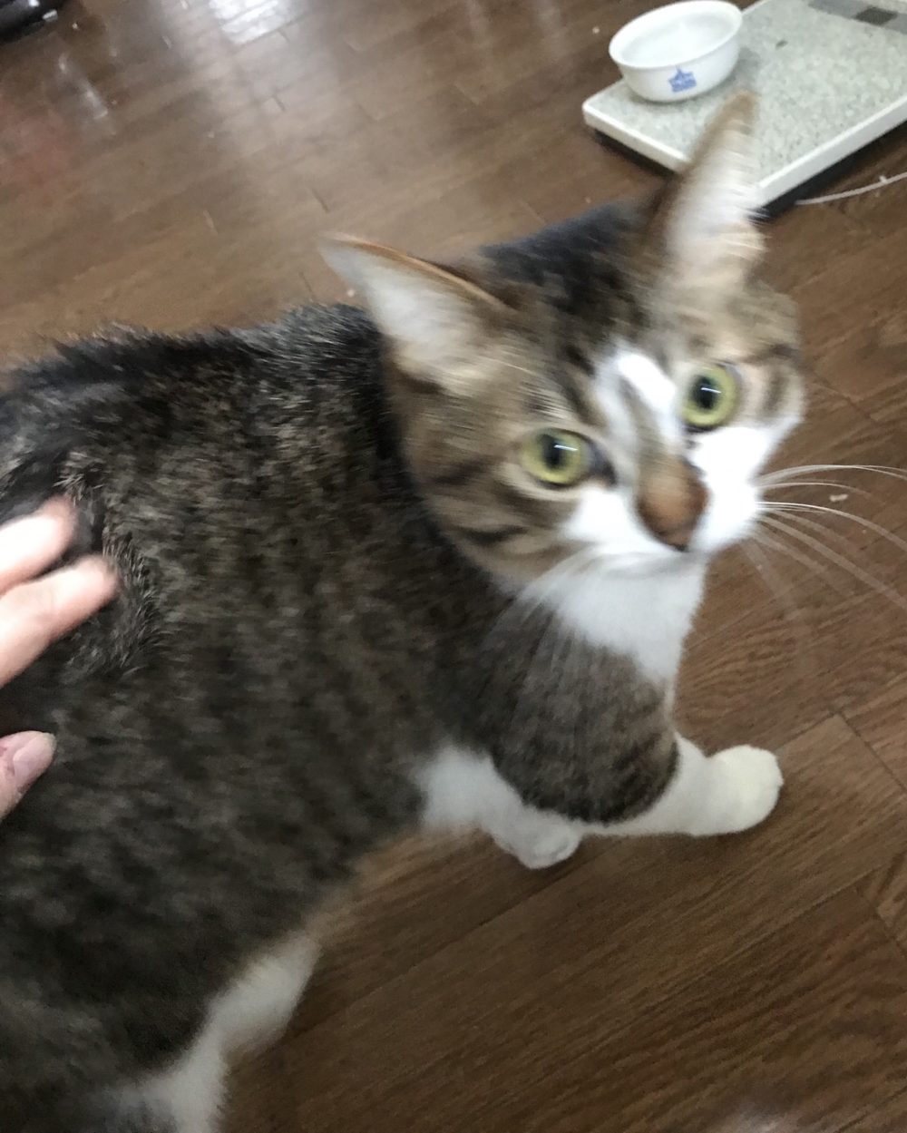 キャットシッター☆福岡市中央区 福ちゃん④