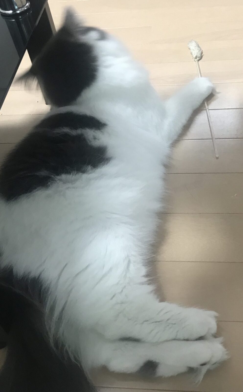 キャットシッター☆福岡市博多区 サモちゃん②