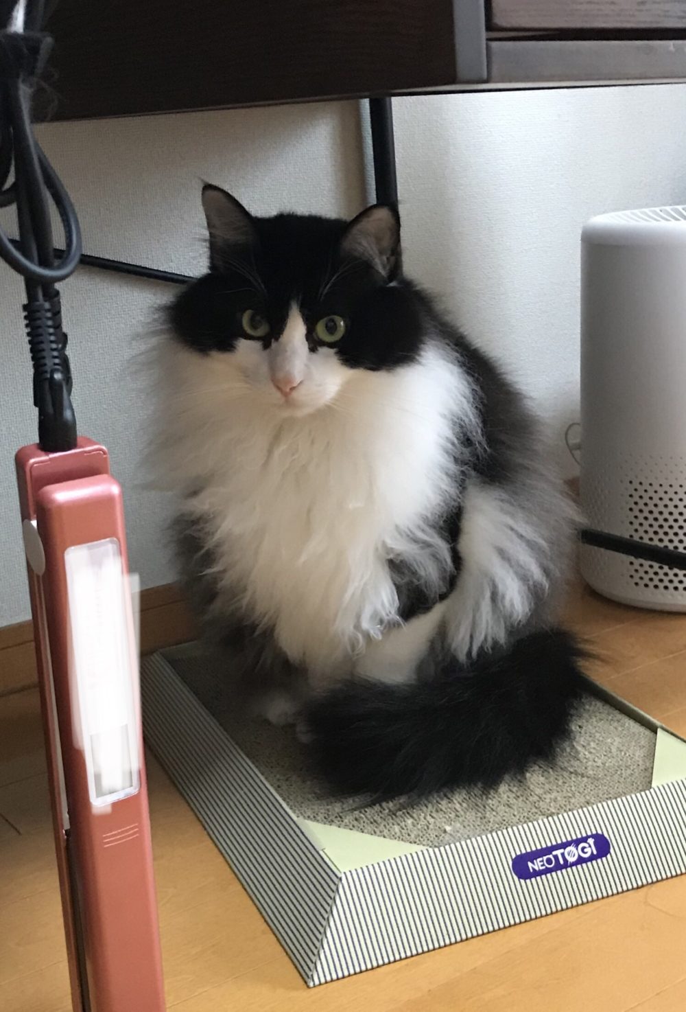 キャットシッター☆福岡市博多区 リン君①