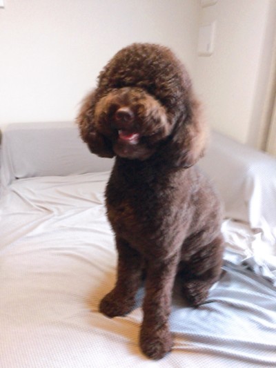 ボビーちゃんのお世話🐾