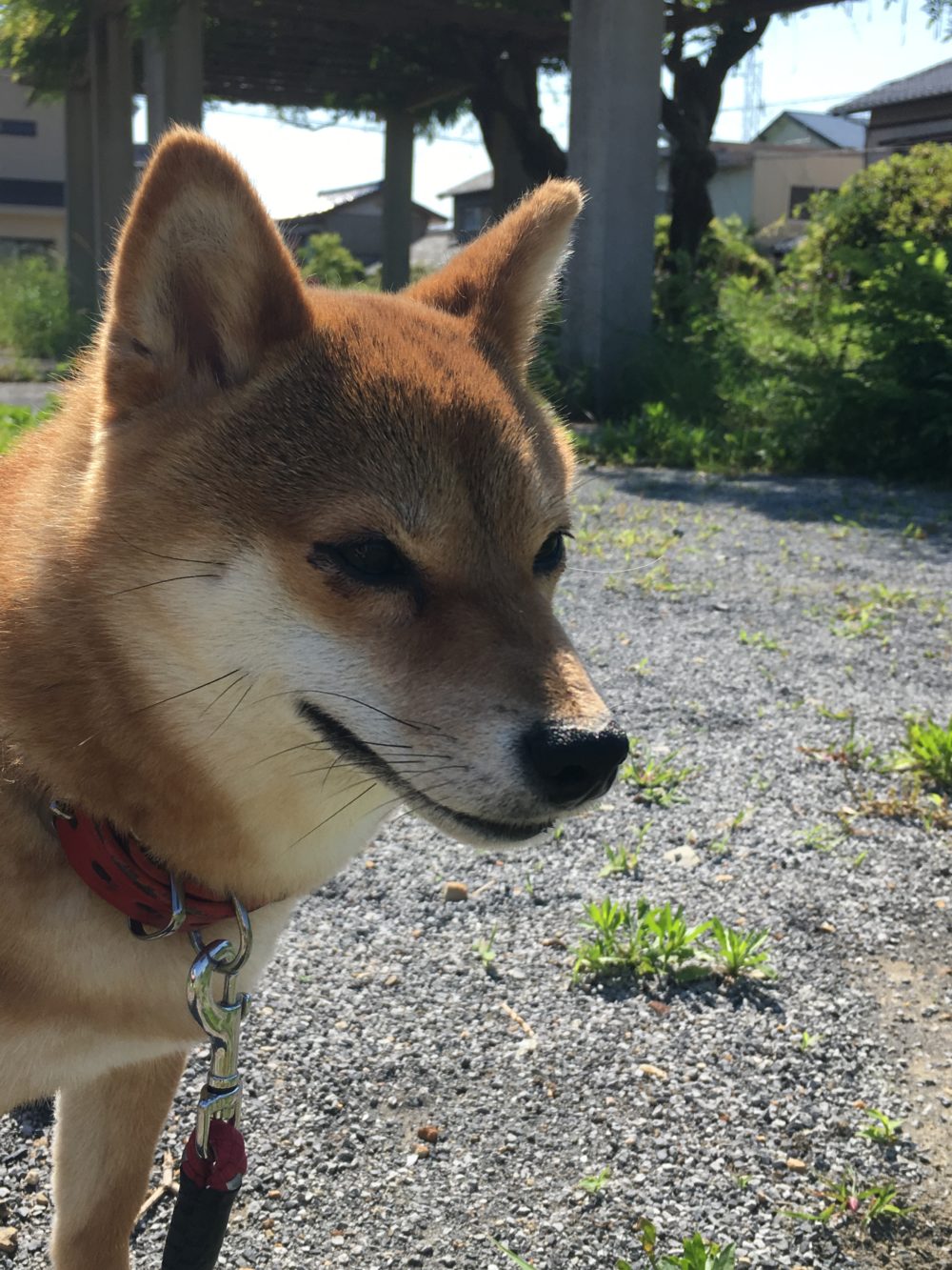 R1.5.20〜24藤枝市水上 メイちゃん2週目