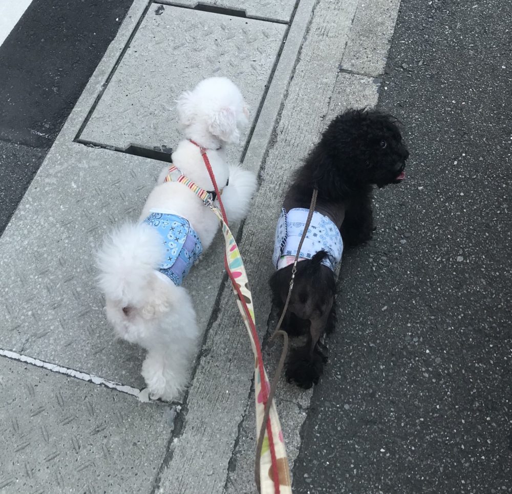 ペットシッター☆ライナー君&ルピ君③