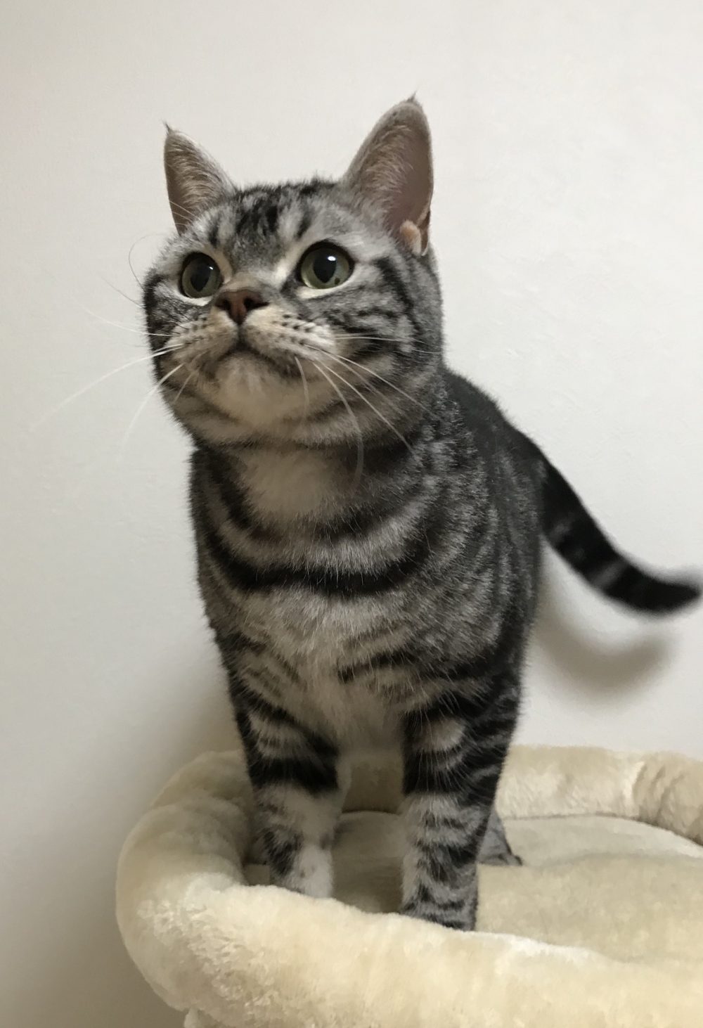 キャットシッター☆博多区堅粕 ゴロー君①