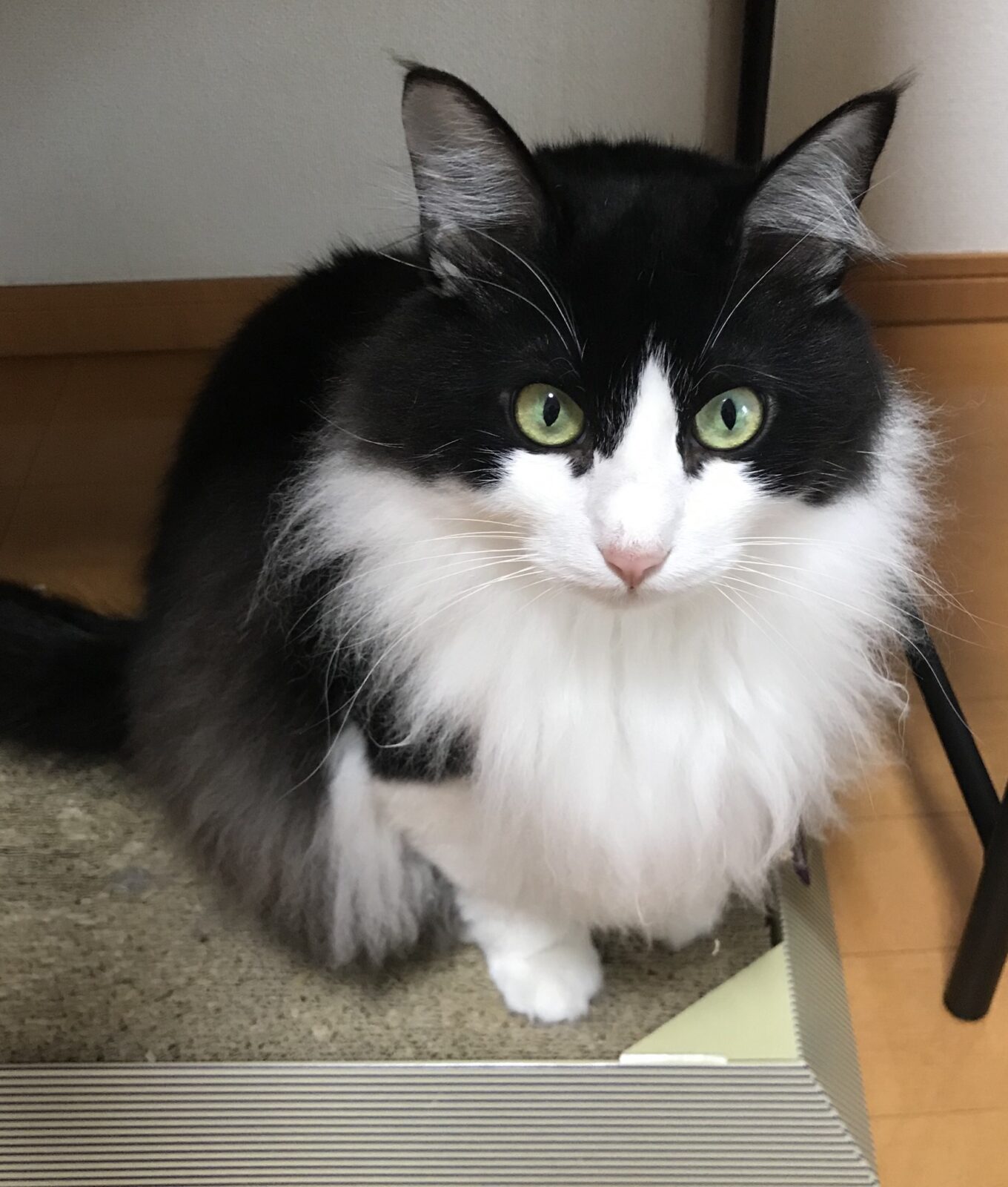 キャットシッター☆福岡市博多区 リン君⑤