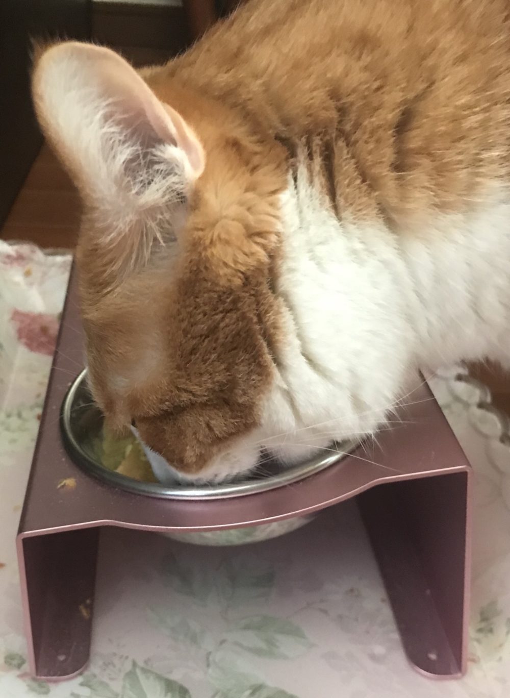 キャットシッター☆福岡市中央区 エンジェルちゃんとミラクル君③