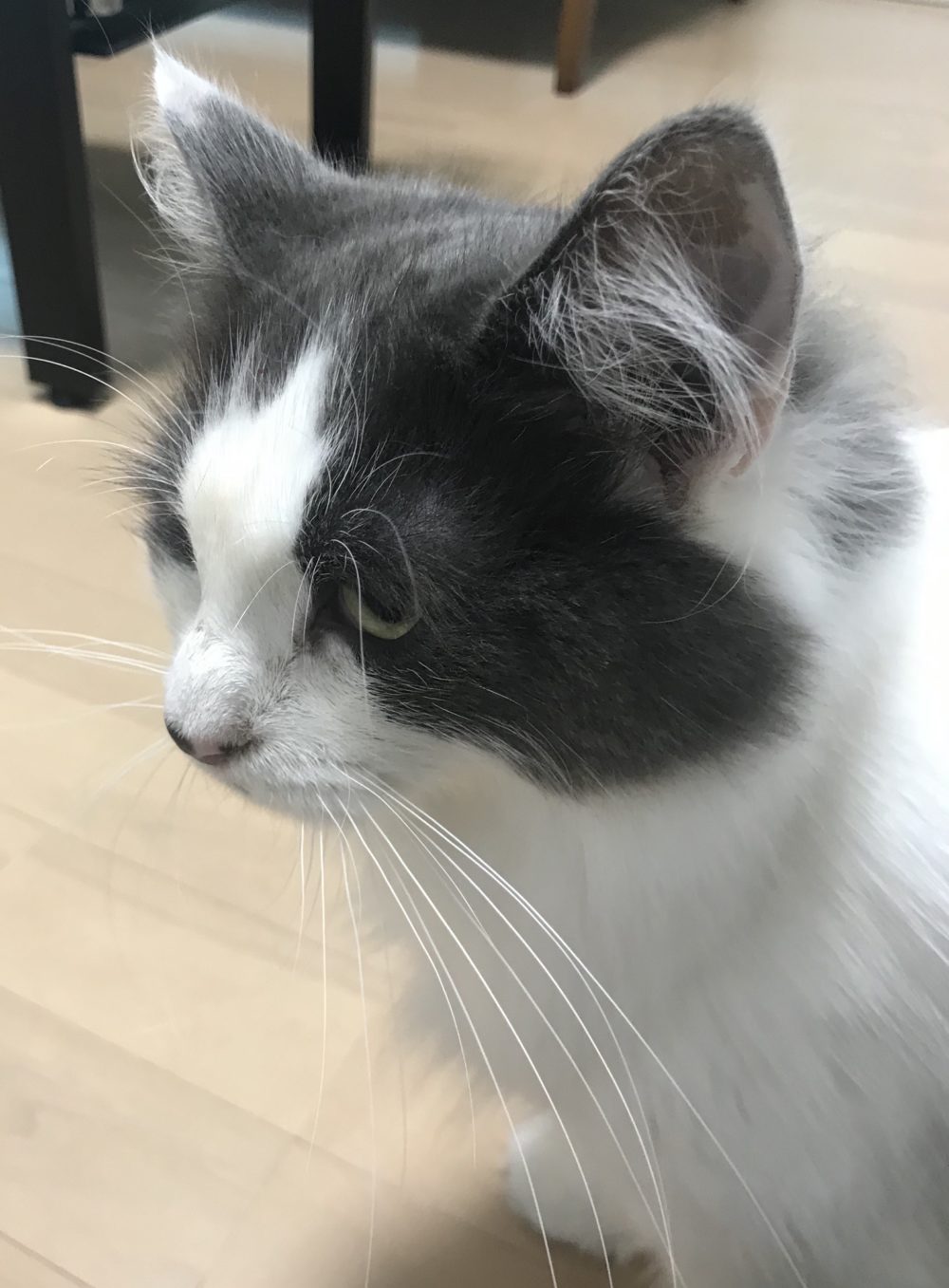 キャットシッター☆福岡市博多区 サモちゃん①