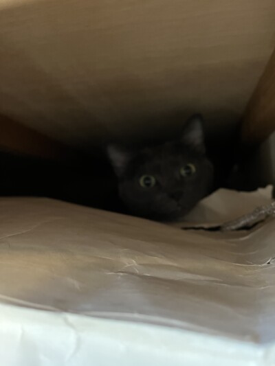 mix猫ちゃんのカウンセリング