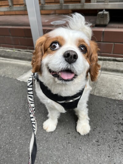 キャバリアさんのお散歩&お世話🐾