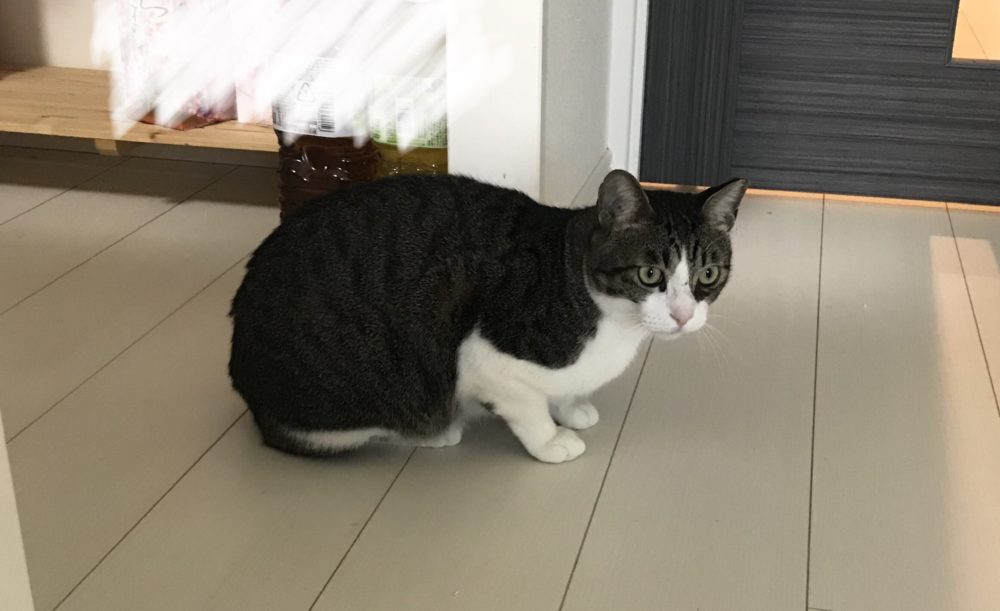 キャットシッター☆福岡市博多区コロン君&ヤマト君