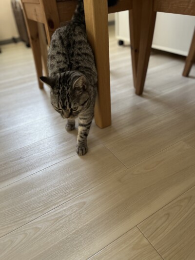 パピー猫ちゃんのお世話🐈‍⬛