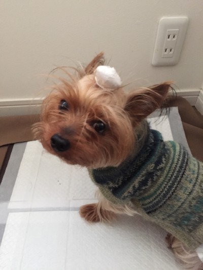 あんずちゃんのお世話🐾