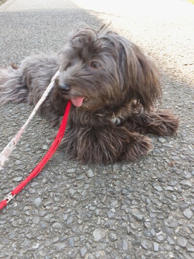 初めてのお散歩🐾