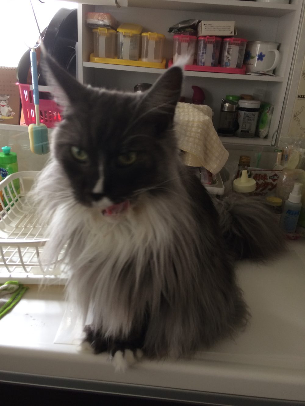 30.6.22仮宿のオンちゃんアン君のお世話2日目