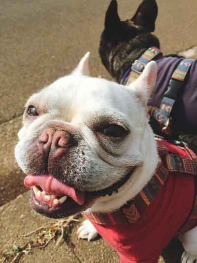 3匹のお散歩🐾🎶