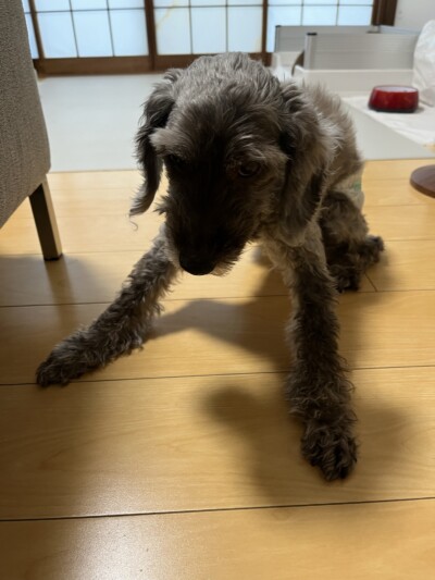 シニアワンちゃんのお世話🐾
