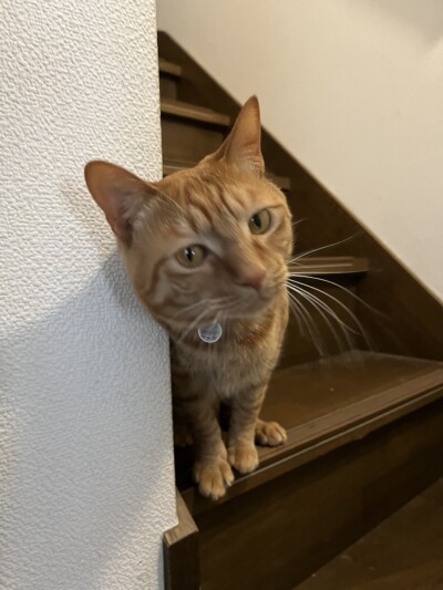 兄妹猫ちゃんのお世話🐈🐈‍⬛