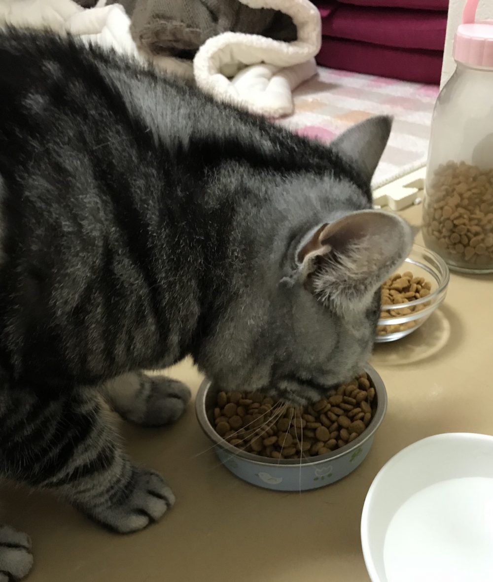 キャットシッター☆博多区堅粕 ゴロー君③