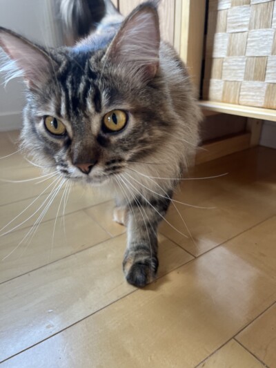 メインクーンちゃんのカウンセリング