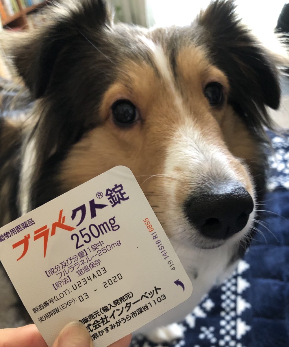 続いて、ノミ・ダニ予防💊