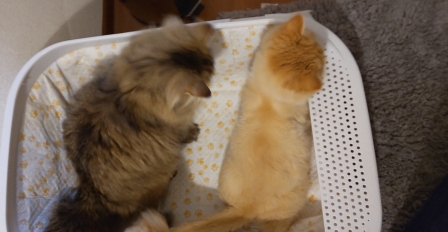 猫3匹のお世話　鎌倉市