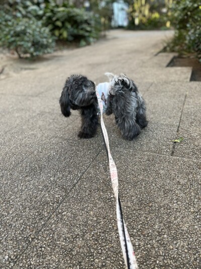 ハバニーズのお世話🐕‍🦺🎶