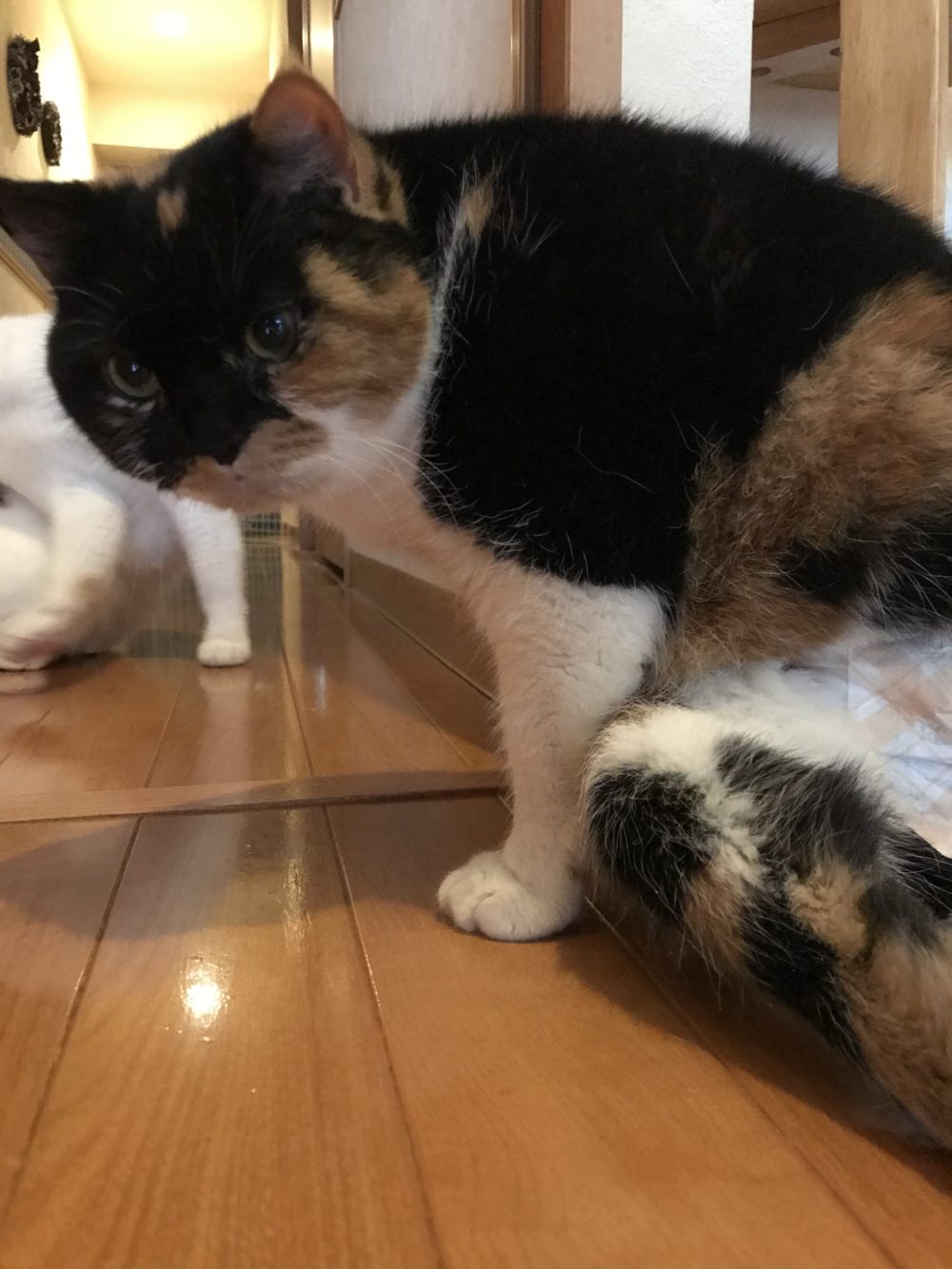 【船橋市】ジェニーちゃんくっきー君レイ君ナルト君【保護猫】最後にお知らせ有