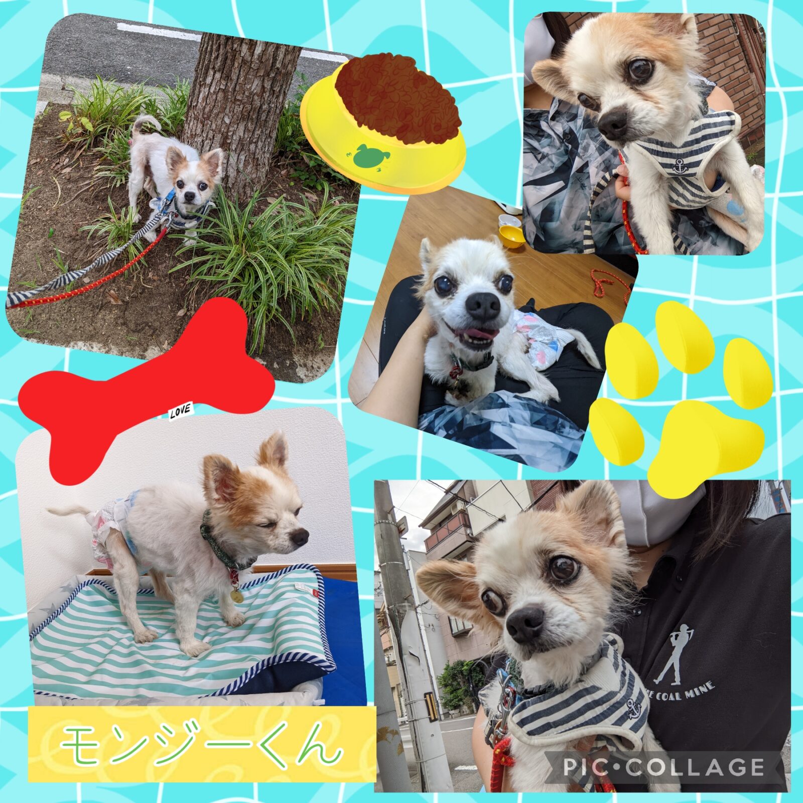 モンジーくん🐶