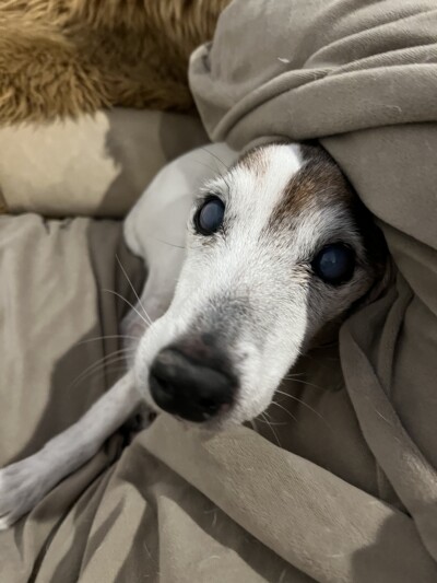 シニア犬のお世話🐾