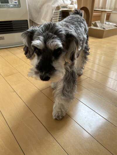 ミニチュアシュナウザーちゃんのカウンセリング🎶