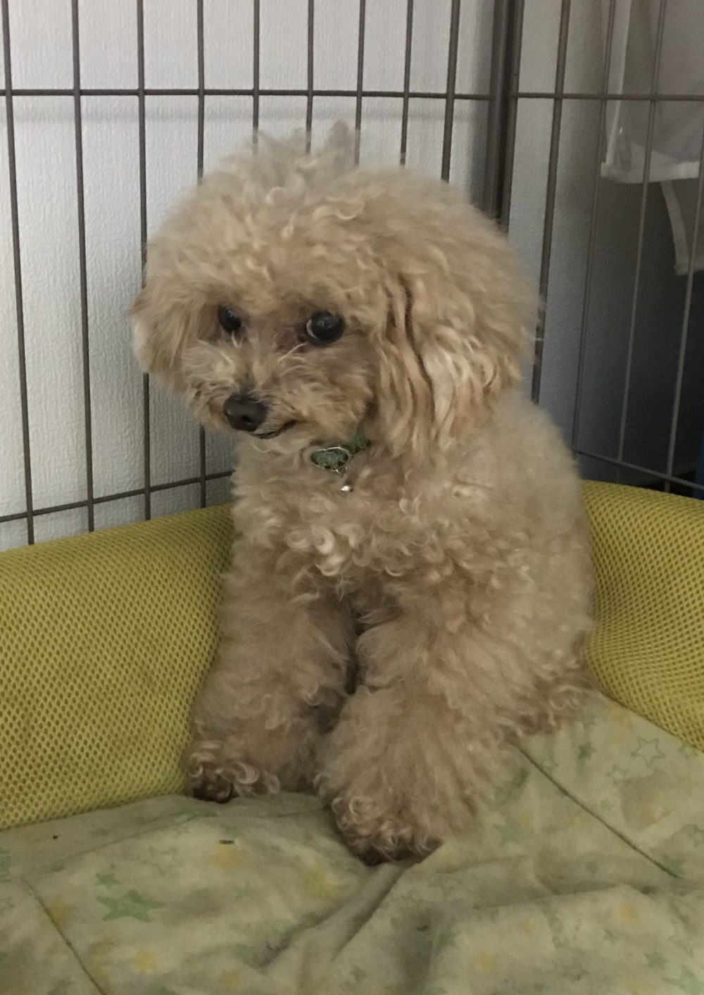 ペットシッター☆福岡市中央区 コットン君