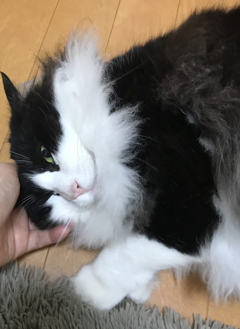 キャットシッター☆福岡市博多区 リン君②