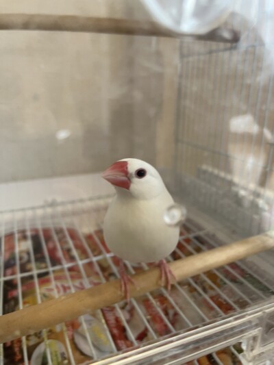 文鳥さんのカウンセリング🕊